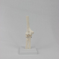 Modèle d'articulation du genou en PVC pour la science médicale, modèle de squelette anatomique humain, modèle d'articulation du coude grandeur nature en PVC avancé CE/ISO
