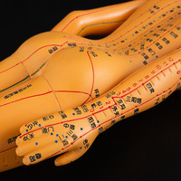 Maniquí de Acupuntura - Modelo Humano de Acupuntura de 12 Canales con Meridianos Extraíbles para Práctica