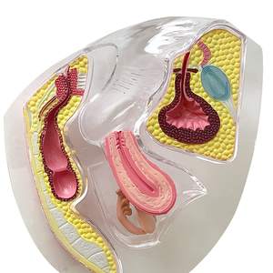 Modèle d'utérus en PVC transparent, modèle d'anatomie <span class=keywords><strong>utérine</strong></span> féminine, modèle pédagogique de la <span class=keywords><strong>cavité</strong></span> pelvienne et du rectum pour la formation médicale et l'enseignement. - Product Image 3