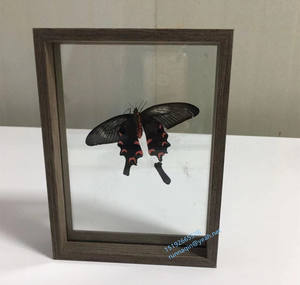 Cadres de boîte d'ombre en bois 6x8x10 <span class=keywords><strong>cadre</strong></span> de Photo avec vitrine en verre poli pour Photos fleurs récompenses insectes <span class=keywords><strong>cadre</strong></span> <span class=keywords><strong>double</strong></span> face - Product Image 1