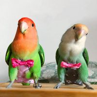 Couches lavables pour oiseaux, couches pour perruches, couches pour oiseaux avec nœud papillon, vêtements pour oiseaux, costume pour perruches, couches lavables pour oiseaux