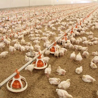 Nouveau système d'alimentation automatique pour volailles galvanisé à chaud certifié ISO9001 pour élevage de poulets