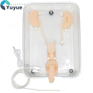 Modelo de Simulación para Entrenamiento en Ureteroscopia - Herramienta de Práctica de Endoscopia del Tracto Urinario para Educación Médica - Product Image 1