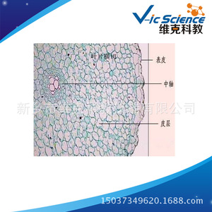 Plant leaf cross-sections, biological slides for <b>microscope</b> use, elementary school biology teaching slides. - Product Image 5