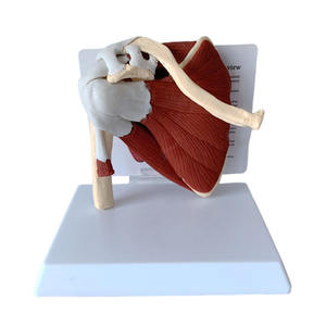 DARHMMY Modèle de science médicale grandeur nature Articulation de l'épaule humaine avec <span class=keywords><strong>muscles</strong></span> et ligaments - Product Image 2