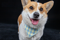 Accessoires pour animaux de compagnie : Bandana triangulaire vierge pour sublimation, en coton doux, personnalisable, avec nœud papillon pour chien