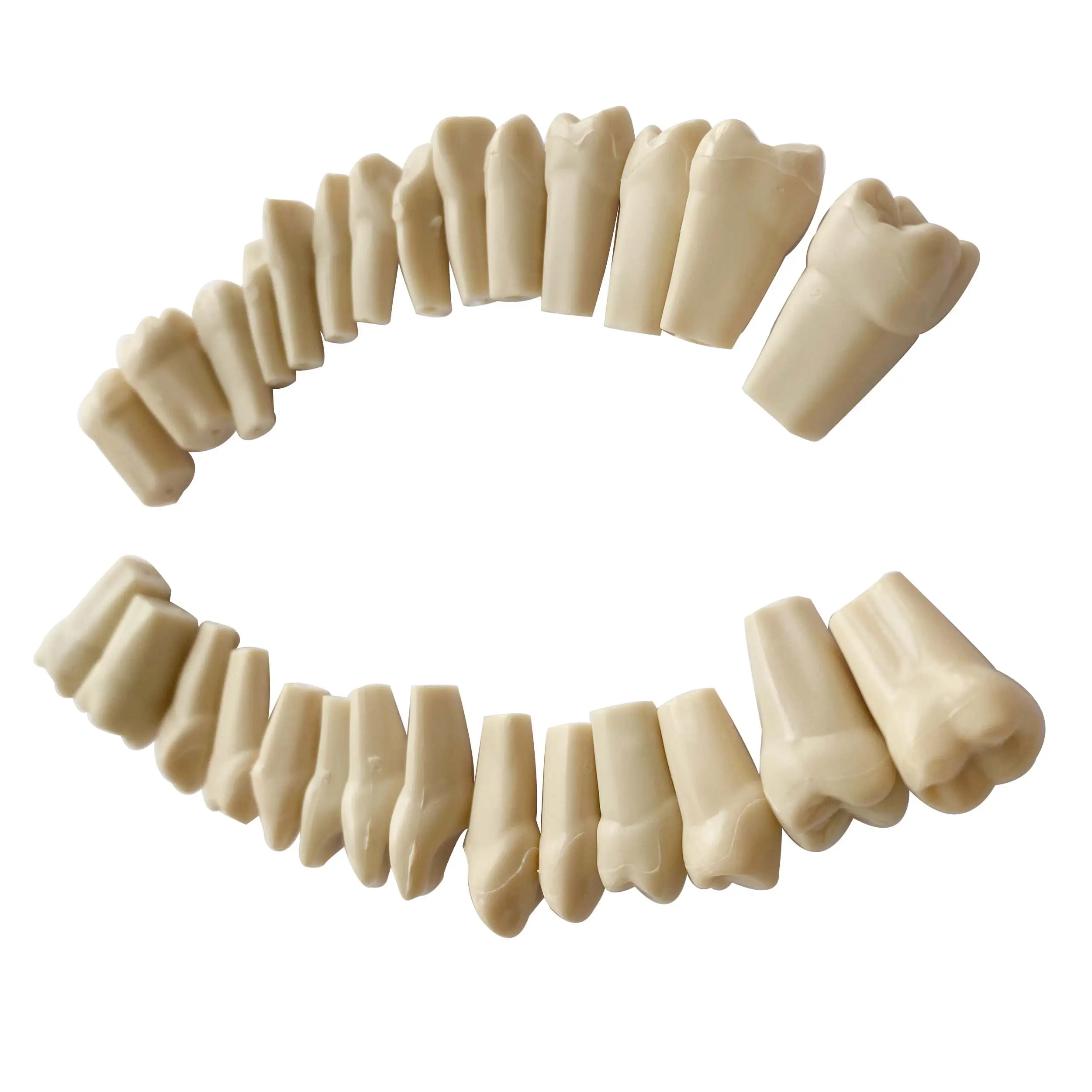 Modello dentale 32 denti in resina materiale dentale denti in plastica modello didattico articoli per laboratori odontotecnici per studenti
