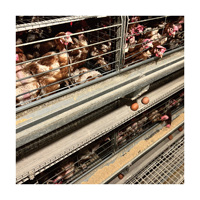 Excellent rapport qualité-prix : Nouvel équipement d'élevage de poules pondeuses de type H, cages en batterie entièrement automatiques en acier galvanisé pour poules pondeuses