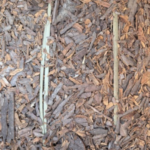 Premium kwaliteit Yongjiang Cassia Tube, rauw gedroogde enkelvoudige kruiden, kruidenstukjes, Guangxi geneesmiddel, 24 maanden houdbaarheid, bruin, laag. - Product Image 5