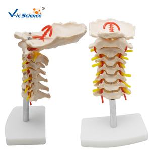 คอลัมน์กระดูกสันหลังส่วนคอกับรูปแบบกระดูกสันหลังโครงกระดูกหลอดเลือดคอ - Product Image 2
