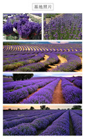 Thé en vrac de fleurs de lavande séchées naturelles parfumées, qualité supérieure, herbes chinoises en gros