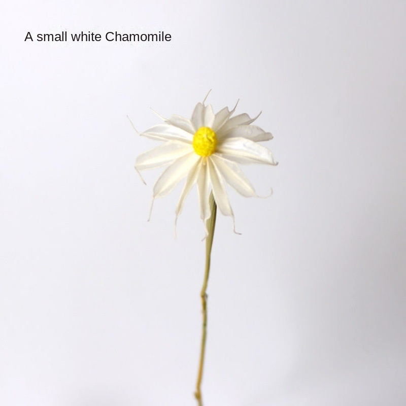 A White Small Leucanthemum [Send a Bundle of Flowers, Leaves and