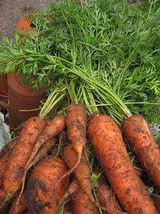Carottes fraîches biologiques de qualité supérieure, approvisionnement direct de la ferme, légumes sucrés et croquants, riches en vitamine A, stockage à froid, origine Vietnam - Product Image 2