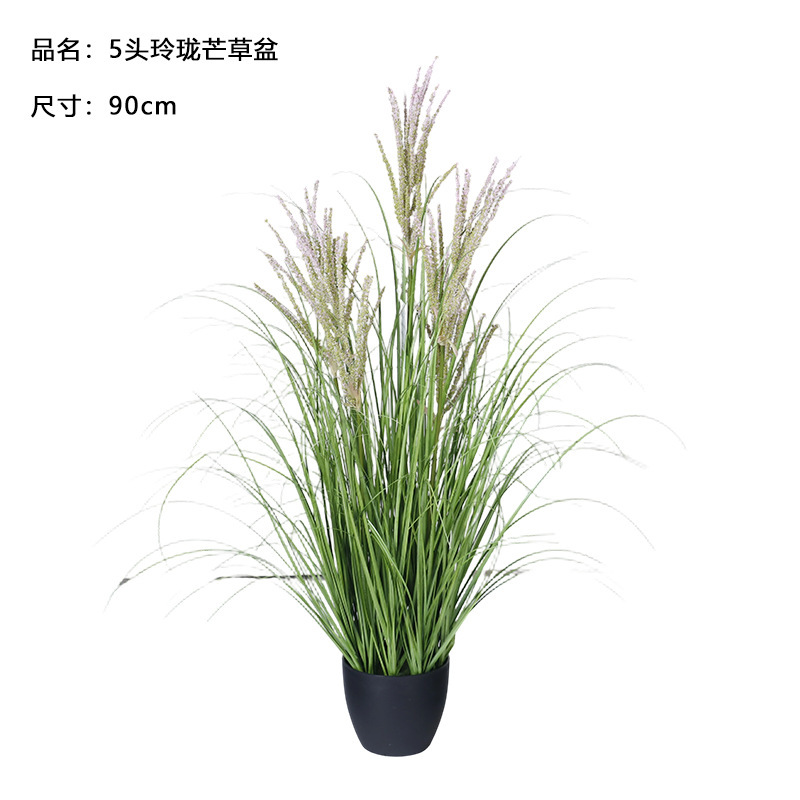 กระถาง Miscanthus สวยงาม 5 ชิ้น ขนาด 90 ซม