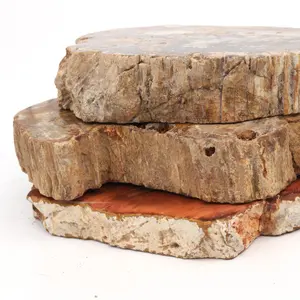 خشب متحجر بلاطة أحجار كريمة طبيعية بسعر الجملة مصقول الخشب الأحفوري شريحة قطعة