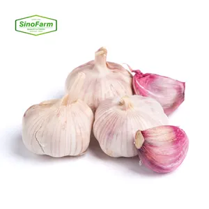 New Fresh Garlic Low Price From Chinese Exporters Of China Normal White Garic Export For Sale