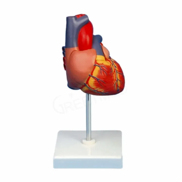 Medical science heart model anatomy 3d medical plastics human heart model