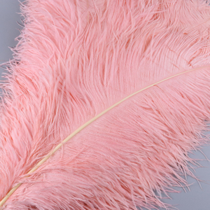 Tiges épaisses en vrac mariage fleur stands blanc artisanat <span class=keywords><strong>60</strong></span>-65 <span class=keywords><strong>cm</strong></span> grande couleur plume <span class=keywords><strong>d</strong></span>'<span class=keywords><strong>autruche</strong></span> pour mur Art mariage carnaval <span class=keywords><strong>d</strong></span>écor - Product Image 4