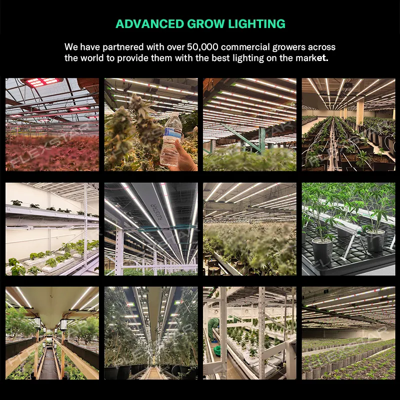 SINOWELL 2.8umol/J Voll spektrum Dimmbar unter Baldachin LED Grow Light für Gewächshaus Indoor Farming