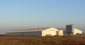 Hoge Kwaliteit Prefab Industriële Commerciële Vleeskuikens Staal Metalen Kippenhok Gebouw - Product Image 5