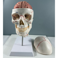 Modelo de anatomía del cerebro del cráneo humano preciso de 8 partes de tamaño real, cerebro divisible de la mandíbula desmontable para la Educación de la ciencia médica