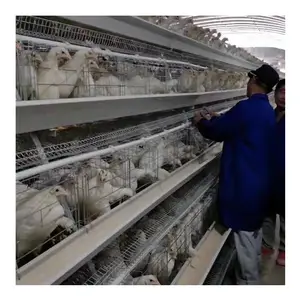 Giá rẻ chất lượng cao động vật lồng mạ kẽm lớp trứng gà Lồng cho gà mái đa chức năng cung cấp gà Coop Gà nhà