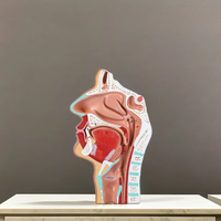 Modèle de cavité nasale avec anatomie de Laynx et du pharynx Modèle de nez en PVC