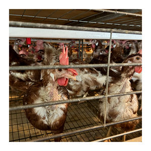 Kümes hayvancılığı yeni ve kullanılmış çelik ekipman pil H tipi tavuk kümesi için otomatik katman tavuk kafesi - Product Image 5