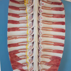 Tủy sống và dây thần kinh não Mô hình giải phẫu Vật liệu vật nuôi thiết bị giáo dục cho khoa học y tế smd1502 - Product Image 3