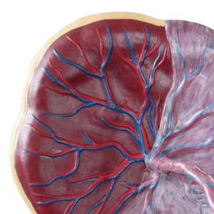 ADA PVC Système circulatoire anatomique et modèle de placenta Outil d'enseignement médical pour la démonstration de la maladie ADA PVC - Product Image 6
