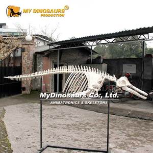 Mô hình hóa thạch động vật biển mydino Bộ Xương Cá Heo - Product Image 3