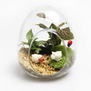 Egg shaped clear glass terrarium vase for DIY microlandschaft office table indoor decoration succulent pots planter