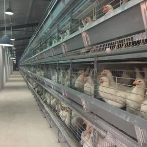 Katman \/tavuk \/yumurta tavuk için sıcak satış otomatik kanatlı çiftlik kafesi - Product Image 1