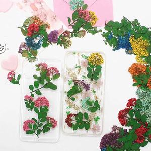 Tiges de narcisses séchées multicolores en vrac pour boîte à ombres botanique, décoration murale, art floral pressé - Product Image 1