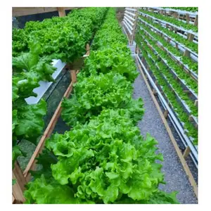 G&N New Design Most Saving Water and Nutrient 100*55mm NFT Channel Hydroponics Vegetable Factory