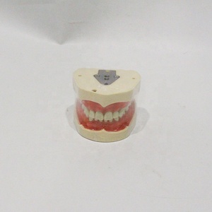 Modèle dentaire standard à 28 dents, modèle <span class=keywords><strong>d</strong></span>'enseignement complet de la <span class=keywords><strong>dentition</strong></span> permanente pour les écoles dentaires CE/ISO/ROHS/CNAS - Product Image 6