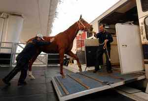 Remolque de Alta Gama para Caballos 2025, para el Transporte de 2 Caballos, Carro de Carga para Caballos con Espacio de Estancia - Product Image 5