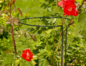 Support rond réglable pour <span class=keywords><strong>arbustes</strong></span>, 70 cm de haut, vert, support pour plantes <span class=keywords><strong>vivaces</strong></span>, support pour fleurs, support pour plantes grimpantes, support pour roses - Product Image 5