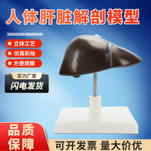 Modèles pédagogiques de l'anatomie du foie humain, y compris le hilum du foie, les vaisseaux sanguins, le lobe du foie, la vésicule biliaire, etc. - Product Image 4