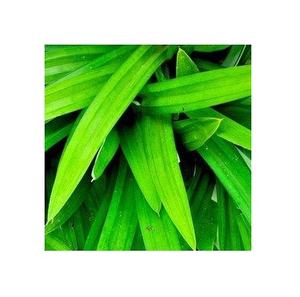 ผงแพนด้าจากเวียดนามราคาถูกและมีคุณภาพสูง - Product Image 1