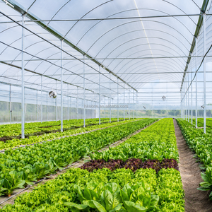 Solution professionnelle de serres agricoles en film pour les exploitations commerciales de tomates, concombres, laitues, fraises et légumes - Product Image 6