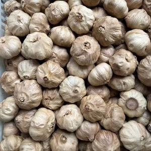 Nouvelle récolte d'<span class=keywords><strong>ail</strong></span> <span class=keywords><strong>noir</strong></span> fermenté biologique Solo, <span class=keywords><strong>ail</strong></span> frais naturel de haute qualité et sucré en provenance de Chine - Product Image 1