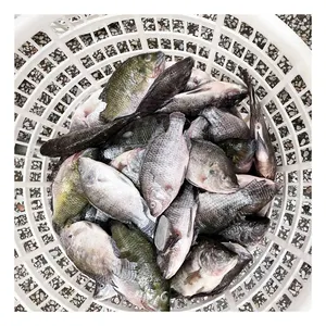 Peixe de Tilápia inteiro redondo IQF 10 kg de qualidade premium Preço de atacado de Tilápia congelada com preço competitivo