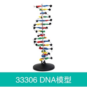 Modelo de Doble Hélice de ADN de Qinghua, Genoma Biológico de 60 cm, Proteína para Demostración Escolar, Tamaño Grande de 60 cm - Product Image 5