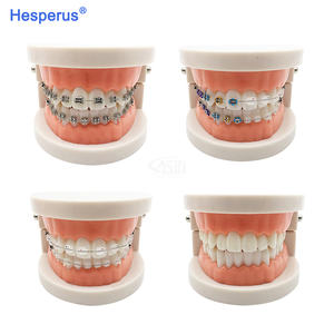 Modèle de dents dentaires orthodontiques standard avec accolades Supports en métal/céramique pour l'étude de la dentisterie HESPERUS - Product Image 6
