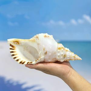 핫 세일 큰 광택 천연 흰색 소라 조개 진짜 터치 자연 모양 가정 및 결혼식 장식 예술 공예 및 DIY - Product Image 3