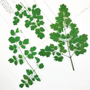 <span class=keywords><strong>Flores</strong></span> de <span class=keywords><strong>Corydalis</strong></span> Secas y Prensadas, Sin Teñir, Envasadas al Vacío para Arte de Uñas, Maquillaje y Manualidades con Resina, Especímenes Botánicos Naturales - Product Image 4