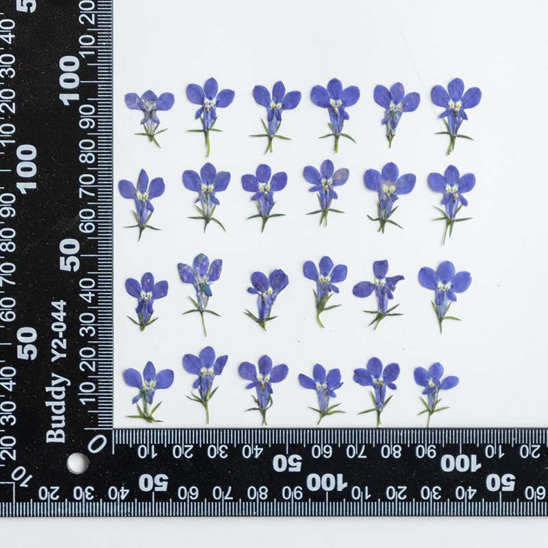 MH99 bleu naturel 12 pcs/sac