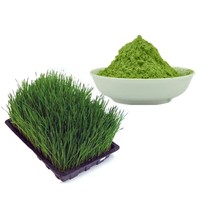 Poudre d'herbe d'orge de qualité alimentaire, pure et brute, pour complément quotidien