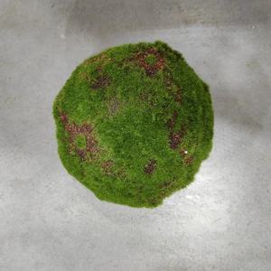 <span class=keywords><strong>Vendita</strong></span> calda interna/esterna giardino decorativo verde schiuma muschio palla erba artificiale pianta fatta di plastica resistente - Product Image 6